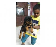 Rottweiler puppies available in chennai