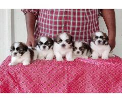 Shihtzu puppies available in chennai