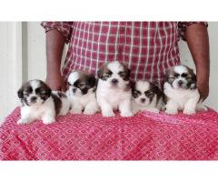 Shihtzu puppies available in chennai