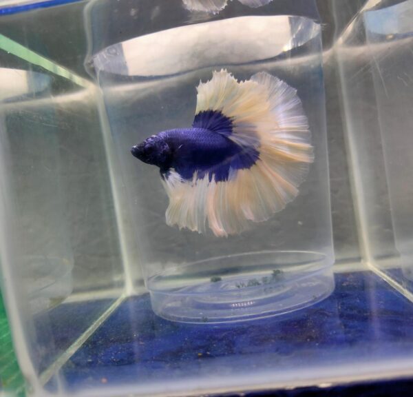 Betta Fish for Sale | Buy Betta fish online in India ...