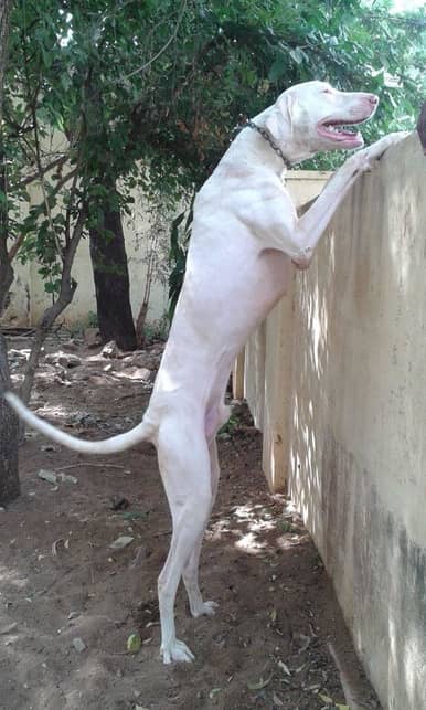 rajapalayam dog