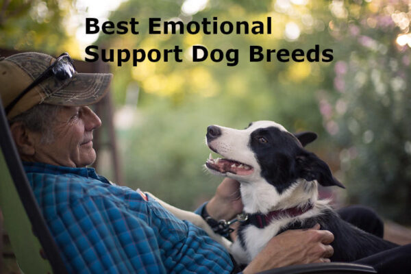 Best Emotional Support Dog Breeds | PetButty