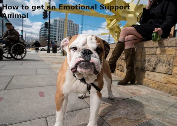 How To Get An Emotional Support Animal PetButty