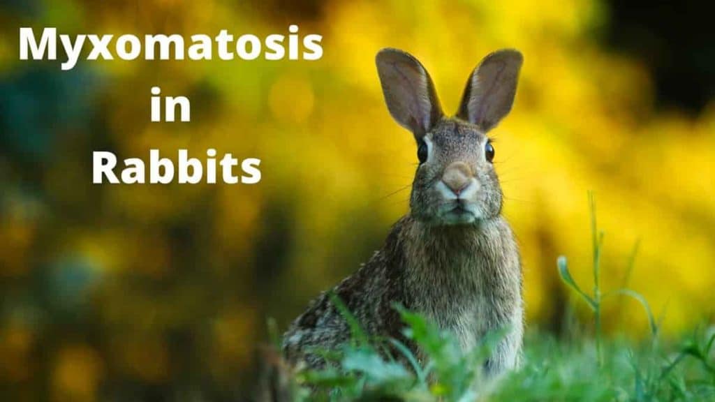 Myxomatosis In Rabbits Symptoms Treatment Petbutty