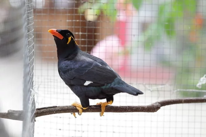 Mynah Bird Care Guide