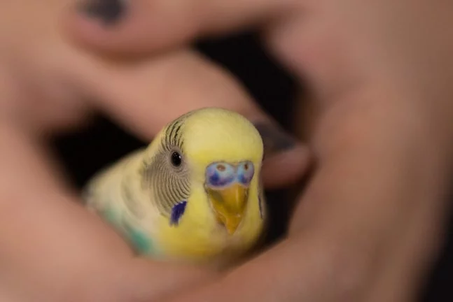 Parakeet (Budgerigar) Care, Diet and handling