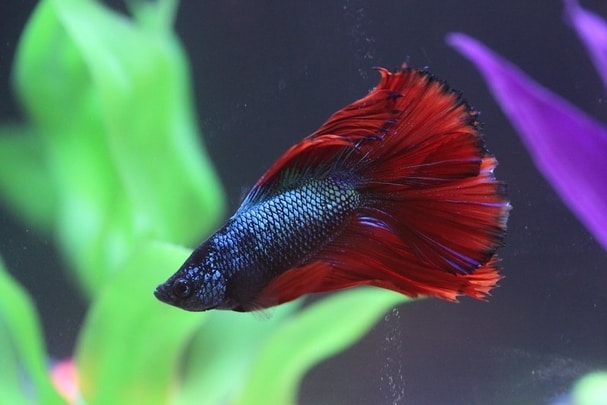Male Betta Fish: Facts and Behavioral Pattern