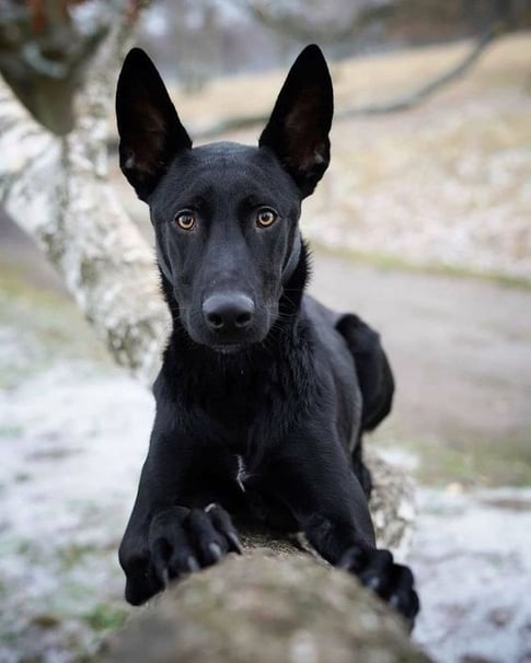 black Belgian malinois dog