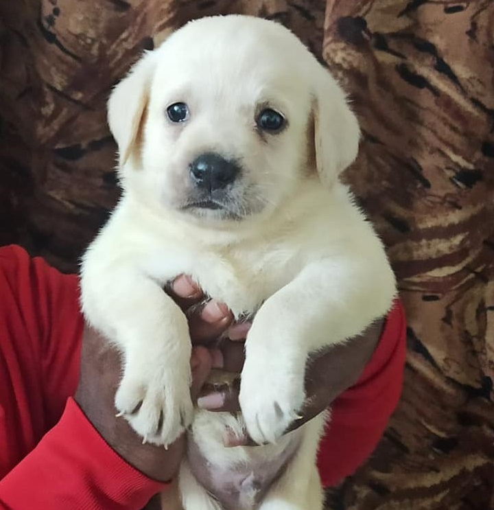 Male Labrador Puppy for Sale in Chennai PetButty